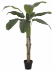 Europalms Bananenbaum 145cm