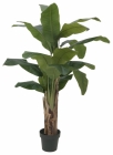 Europalms Bananenbaum 120cm