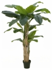 Europalms Bananenbaum 170cm