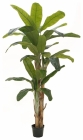 Europalms Bananenbaum 240cm
