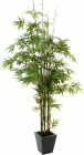 Europalms Bambus Dunkelstamm 240cm