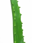 Europalms Aloe-Vera-Pflanze 63cm